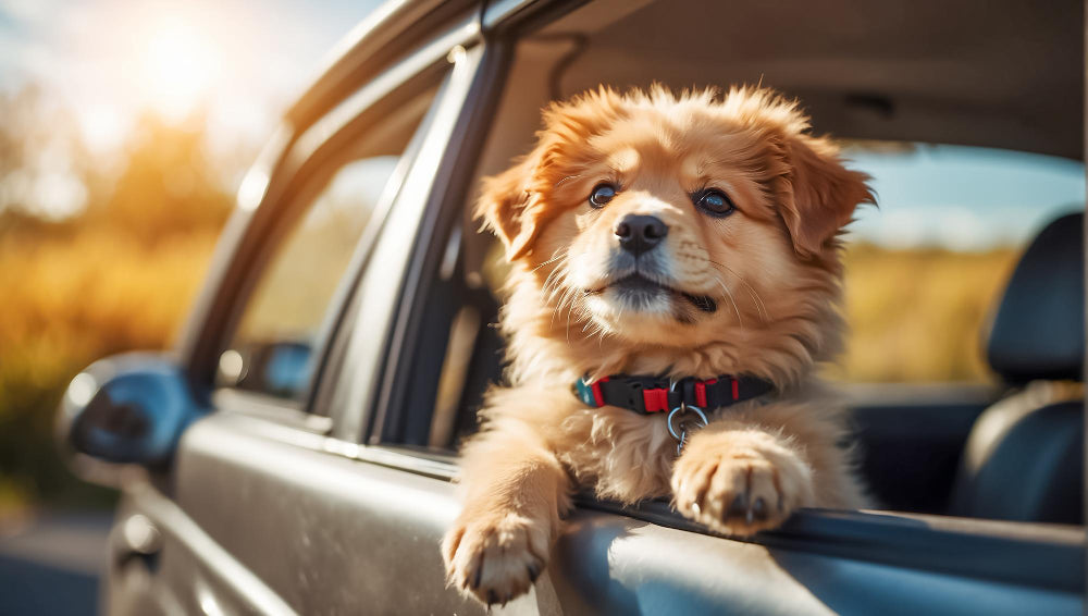 Hund i Bilen – Sikkerhed og Komfort til Din Firbenede Ven